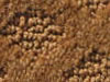cut and uncut patterned carpet