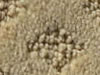 cut and uncut patterned carpet