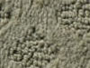 cut and uncut patterned carpet