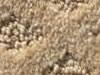 cut and uncut patterned carpet