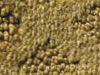 cut and uncut patterned carpet