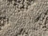 cut and uncut patterned carpet
