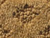 cut and uncut patterned carpet