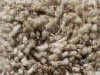 Freize Carpet Sample