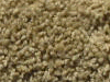 freize carpet sample