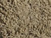 freize carpet sample
