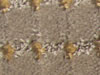 luxemburg hospitality carpet sample