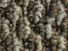 berber carpet sample