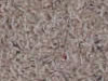 Freize Carpet Sample