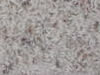 Freize Carpet Sample