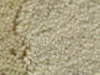 Plush Velvet Stainmaster Carpet
