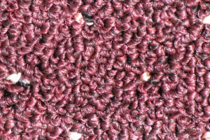 commercial carpet sample