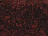Textured Carpet Sample