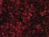Textured Carpet Sample