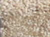 Textured Carpet Sample