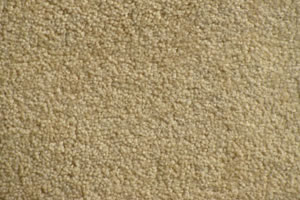 Plush Velvet Stainmaster Carpet