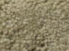 Plush Velvet Stainmaster Carpet