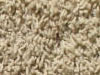 freize carpet sample